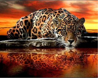 Diamand Painting Leopard